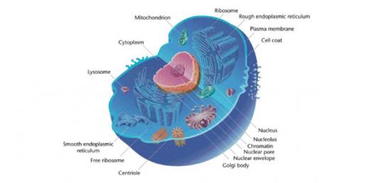 2 The Cell Structure Functions Of Organelles Questions And Answers