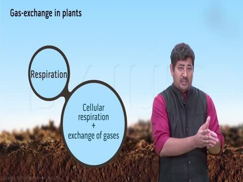 6 Gaseous Exchange In A Plants B Animals Questions And Answers