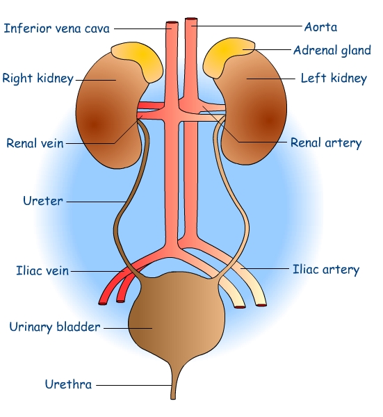 8 Excretion And Homeostasis Questions And Answers