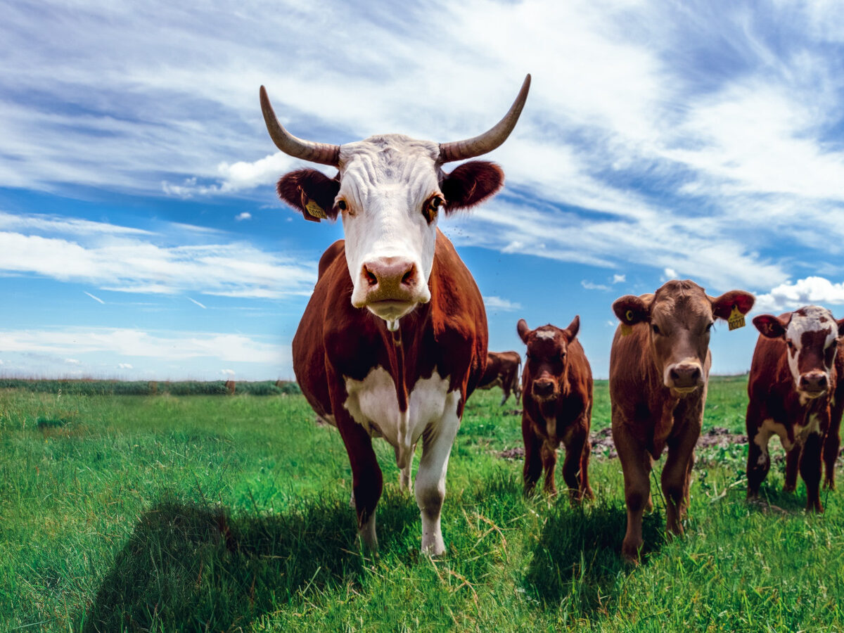 Agriculture Form 2 Livestock Production Ii Nutrition 1200x900