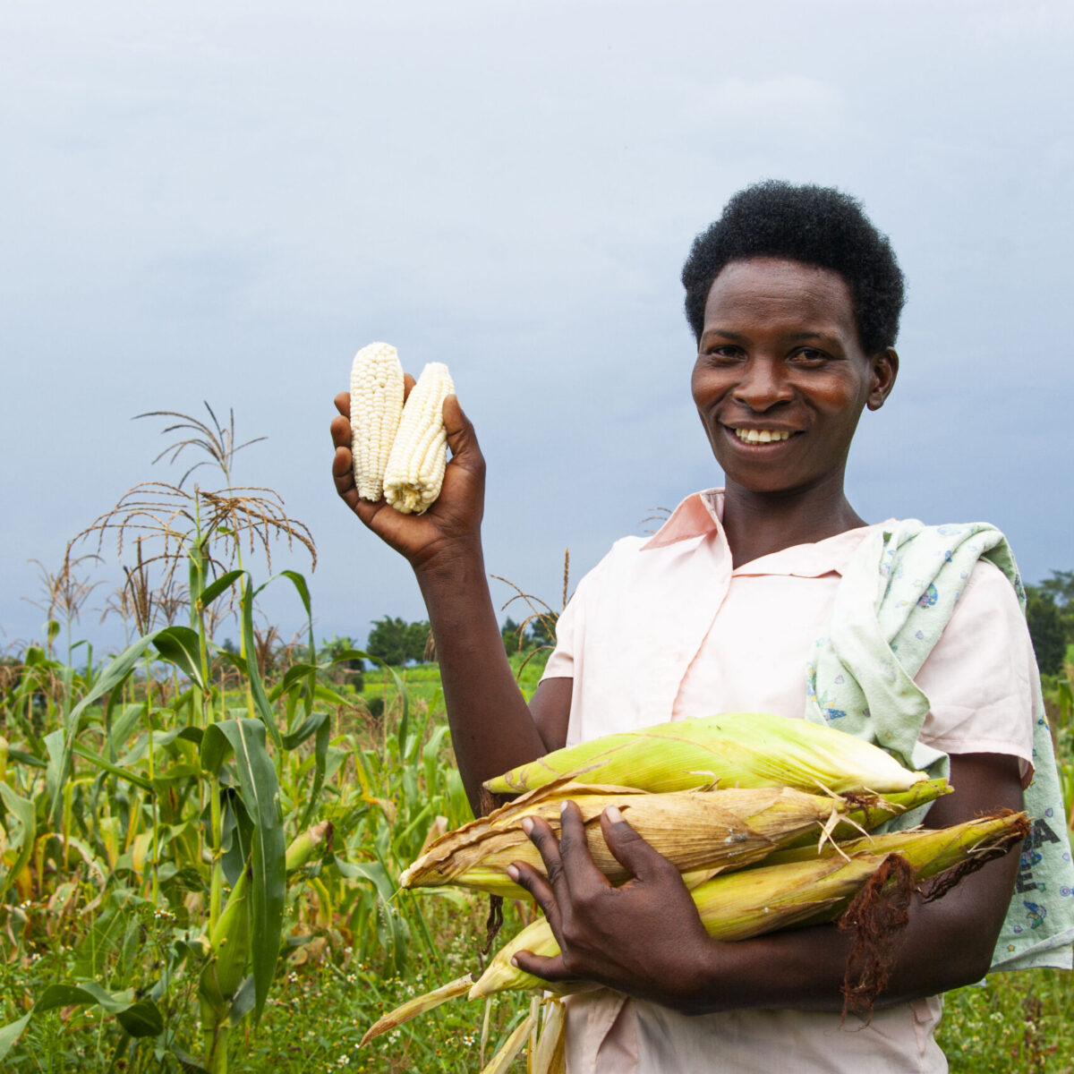 Agriculture In Uganda 1200x1200