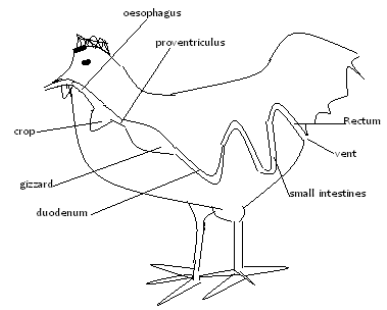 Agriculture O Levelform Two Notes Livestock Production