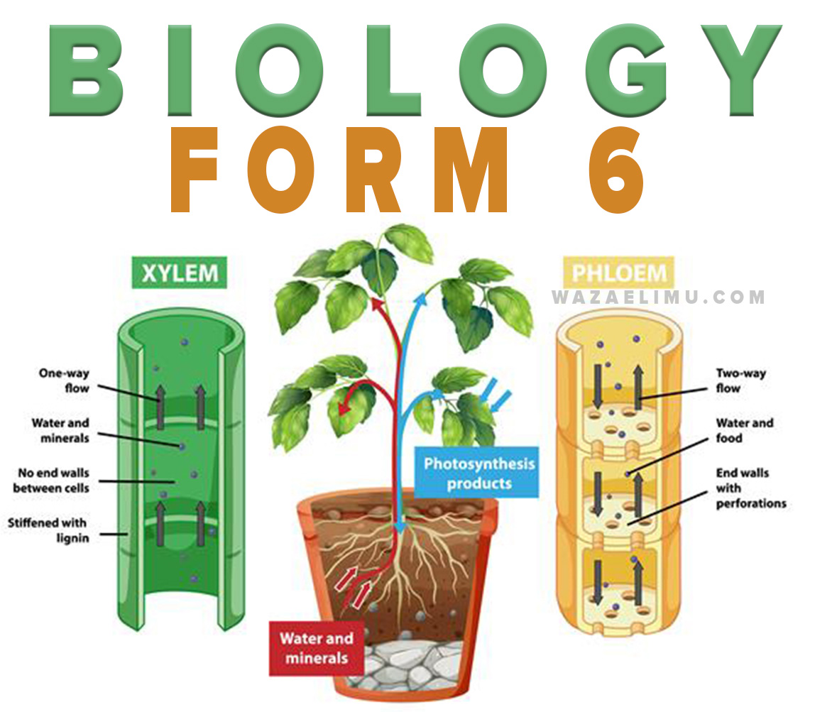 Biology A Levelform Six Notes Transportation
