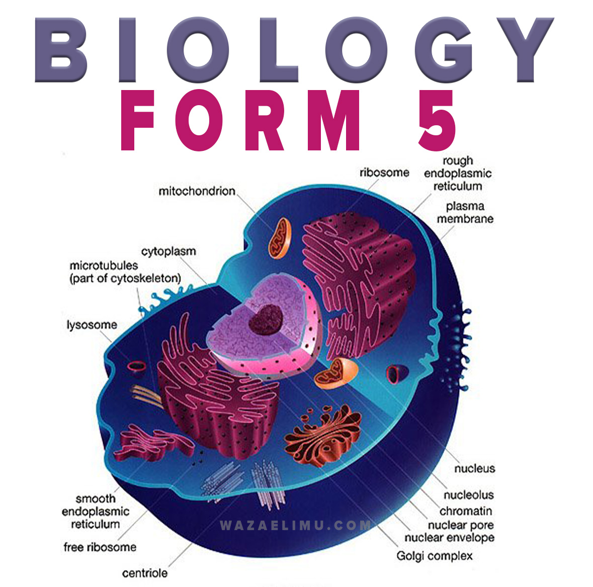 Biology As Levelform Five Notes Gaseous Exchange And Respiration