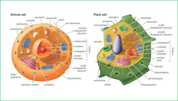 Biology As Levelform Five Notes The Concept Of Cytology