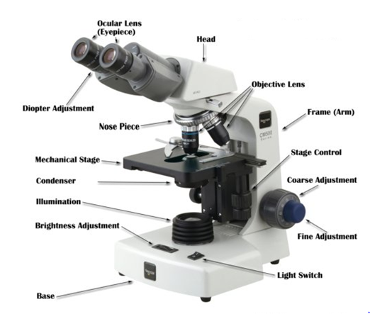 Biology O Levelform One Notes Introduction To Biology