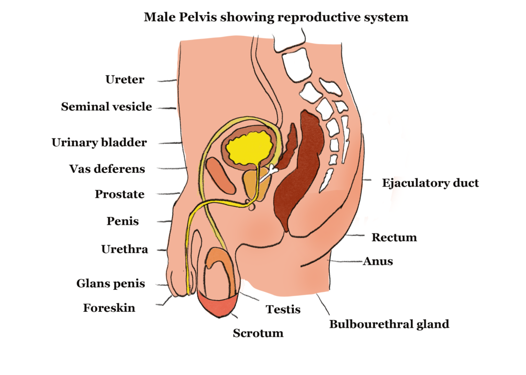 Biology O Levelform Three Notes Reproduction 1