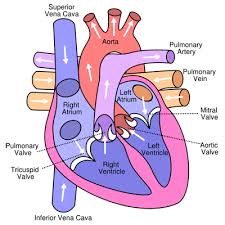 Biology O Levelform Two Notes Nutrition 1 1