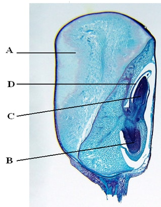 K C S E 2007 Biology Paper 3 Practical Questions