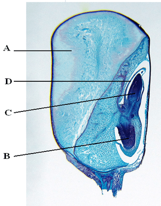 Kcse Biology 2008 Paper 3 Questions Practical