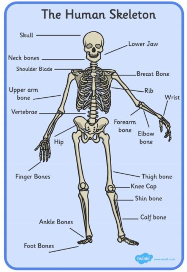 P 7 Science Lesson Notes For Muscular And Skeletal System