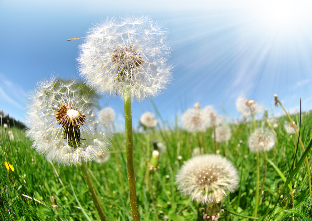 Weeds And Weed Control Questions And Answers