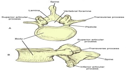 031924 1658 WAECBIOLOGY3