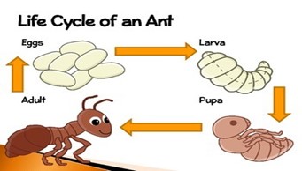 031924 1658 WAECBIOLOGY9