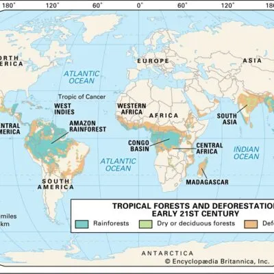 11 Vegetation Questions And Answers