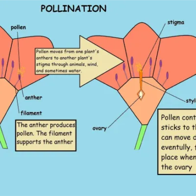 15 Support And Movement In A Plants B Animals Questions And Answers