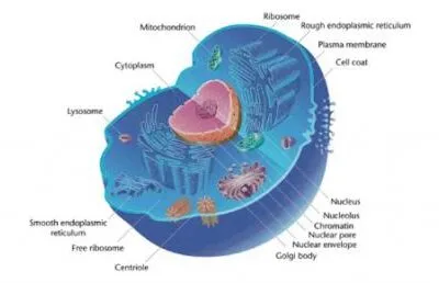 2 The Cell Structure Functions Of Organelles Questions And Answers