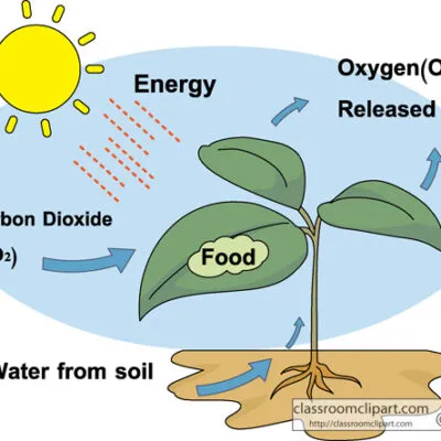 4 Nutrition In A Plants B Animals Questions And Answers