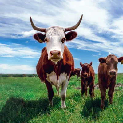 Agriculture Form 4 Livestock Production Vi Cattle