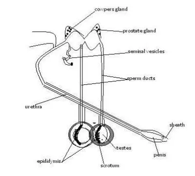 Agriculture O Levelform Three Agricultural Mechanics