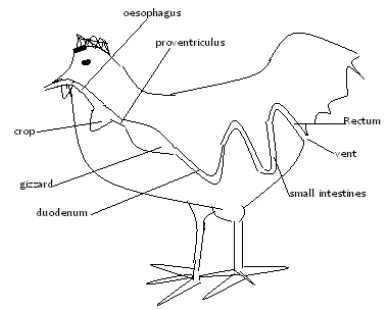 Agriculture O Levelform Two Notes Livestock Production