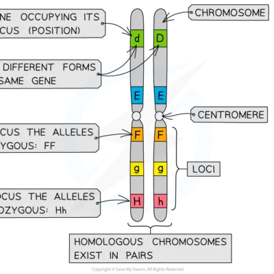 Biology A Levelform Six Notes Genetics