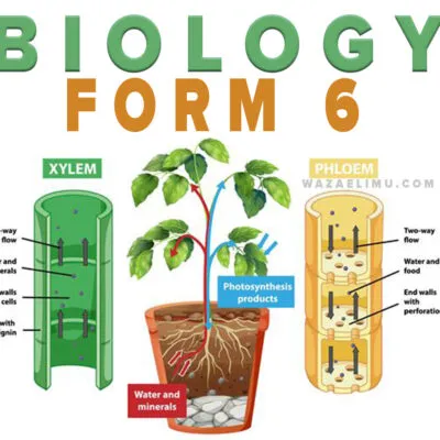 Biology A Levelform Six Notes Growth And Development