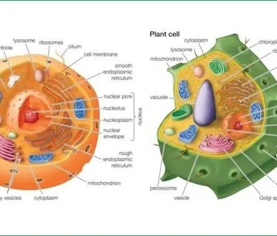 Biology As Levelform Five Notes The Concept Of Cytology