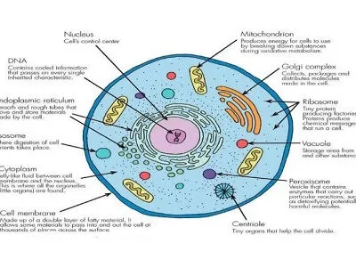 Biology Form 1 Notes The Cell