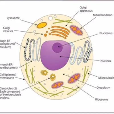 Biology O Levelform One Notes Cell Structure And Organization