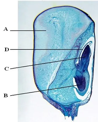 K C S E 2007 Biology Paper 3 Practical Questions