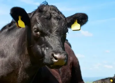 Livestock Production I Common Livestock Breeds Questions And Answers