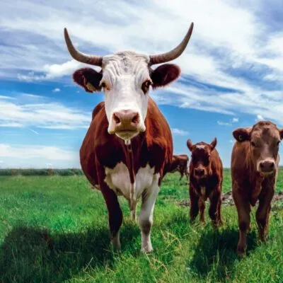 Livestock Production Iii Livestock Rearing Practices Questions And Answers