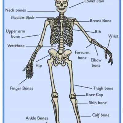 P 7 Science Lesson Notes For Muscular And Skeletal System