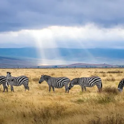 Tourism And Wildlife Resources