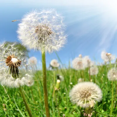 Weeds And Weed Control Questions And Answers
